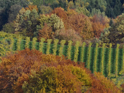 Herbst.jpg