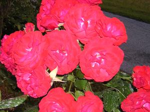233_010.jpg