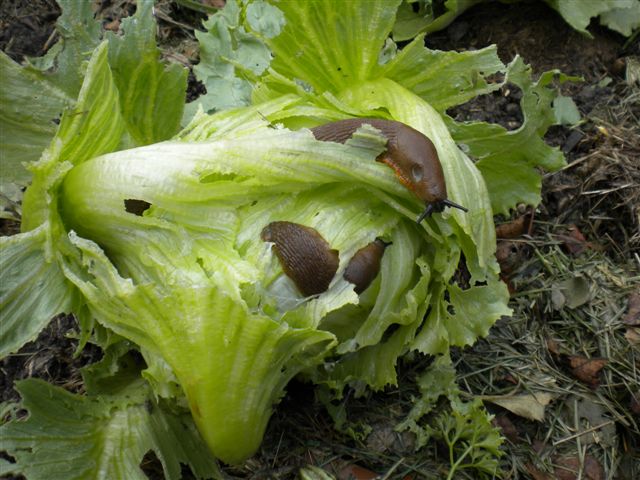 DSCN0504.JPG