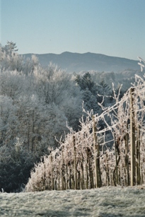 imm003_33B.jpg