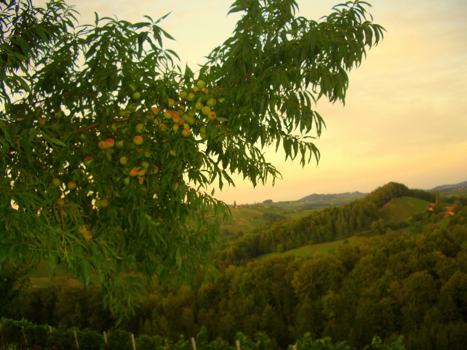 CIMG8883.JPG
