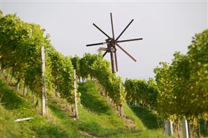 Weingarten_Herbst_16_thumb__Custom_.jpg
