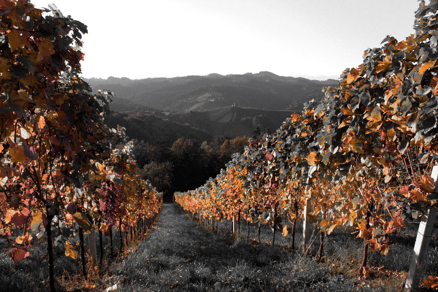 wine.jpg