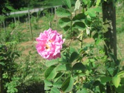 IMG_8140.JPG
