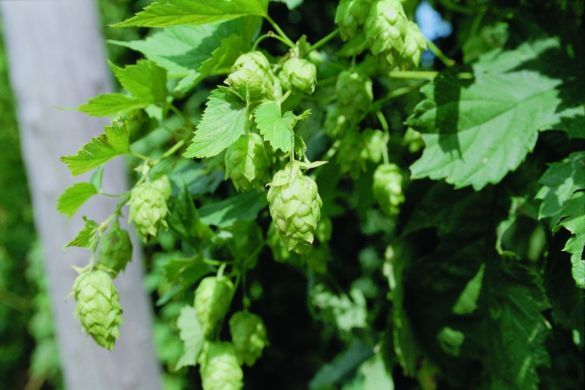 Hopfen3.jpg