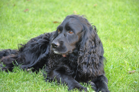 Blacky.jpg