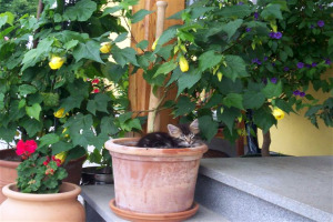 Lucky mit Blumen_1.jpg