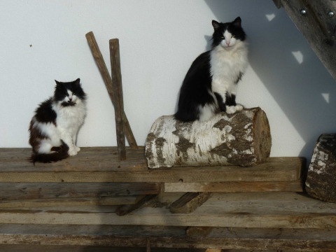 Minga_und_Moritz.jpg