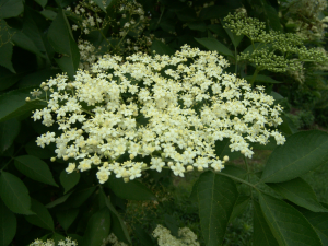 DSC00397_1.JPG