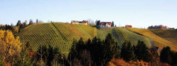 images_stories_eigenebilder_weingut_570x213.jpg
