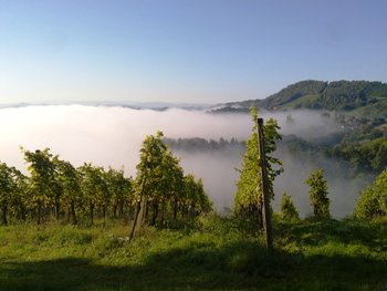 22092010038_Weingarten_Nebel.jpg