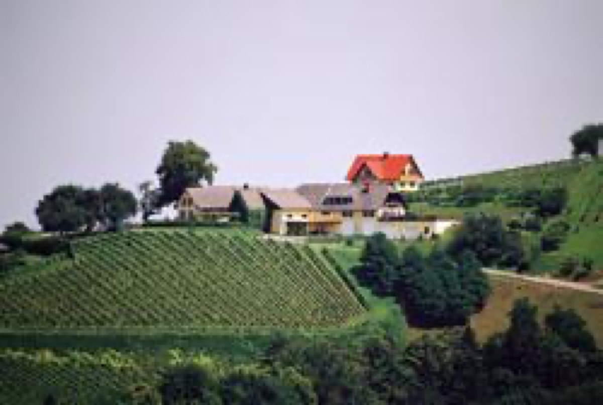 Weingut Lambauer