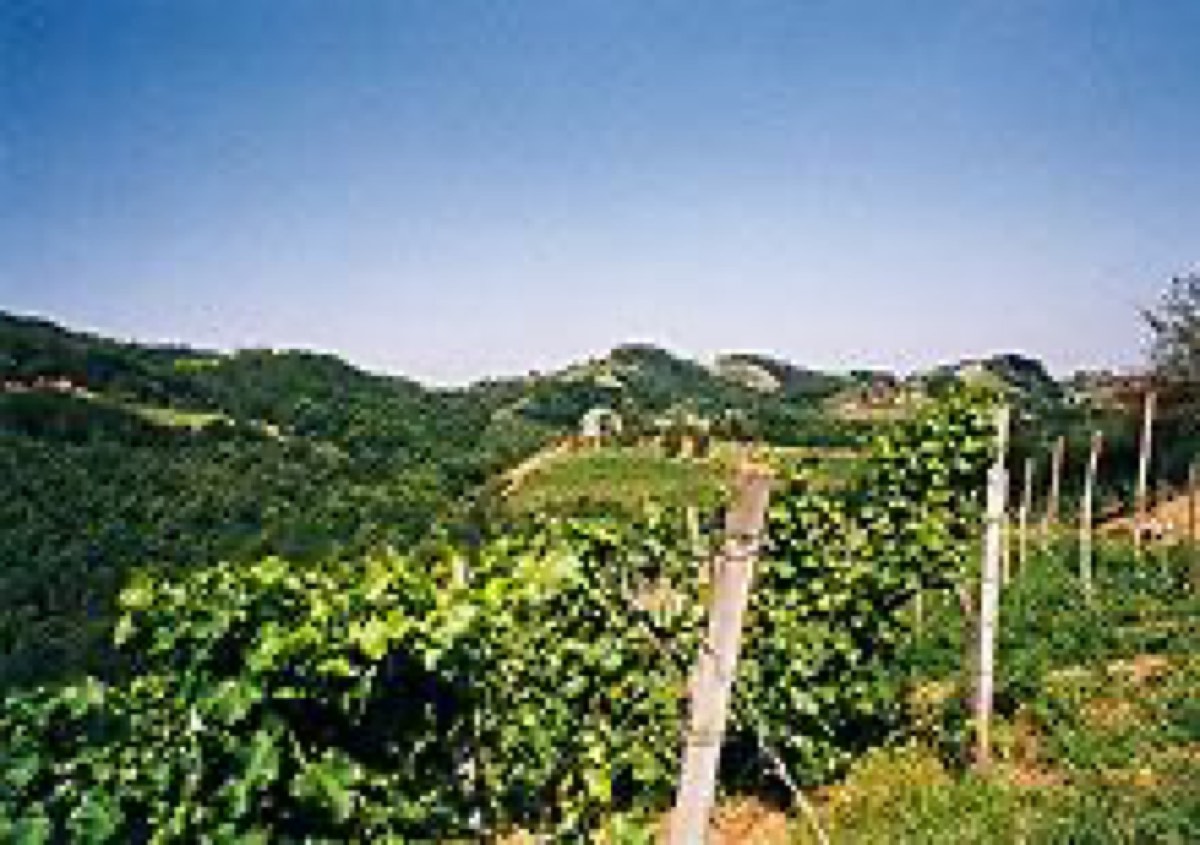Weingut Buschenschank Winzerzimmer Schwarz