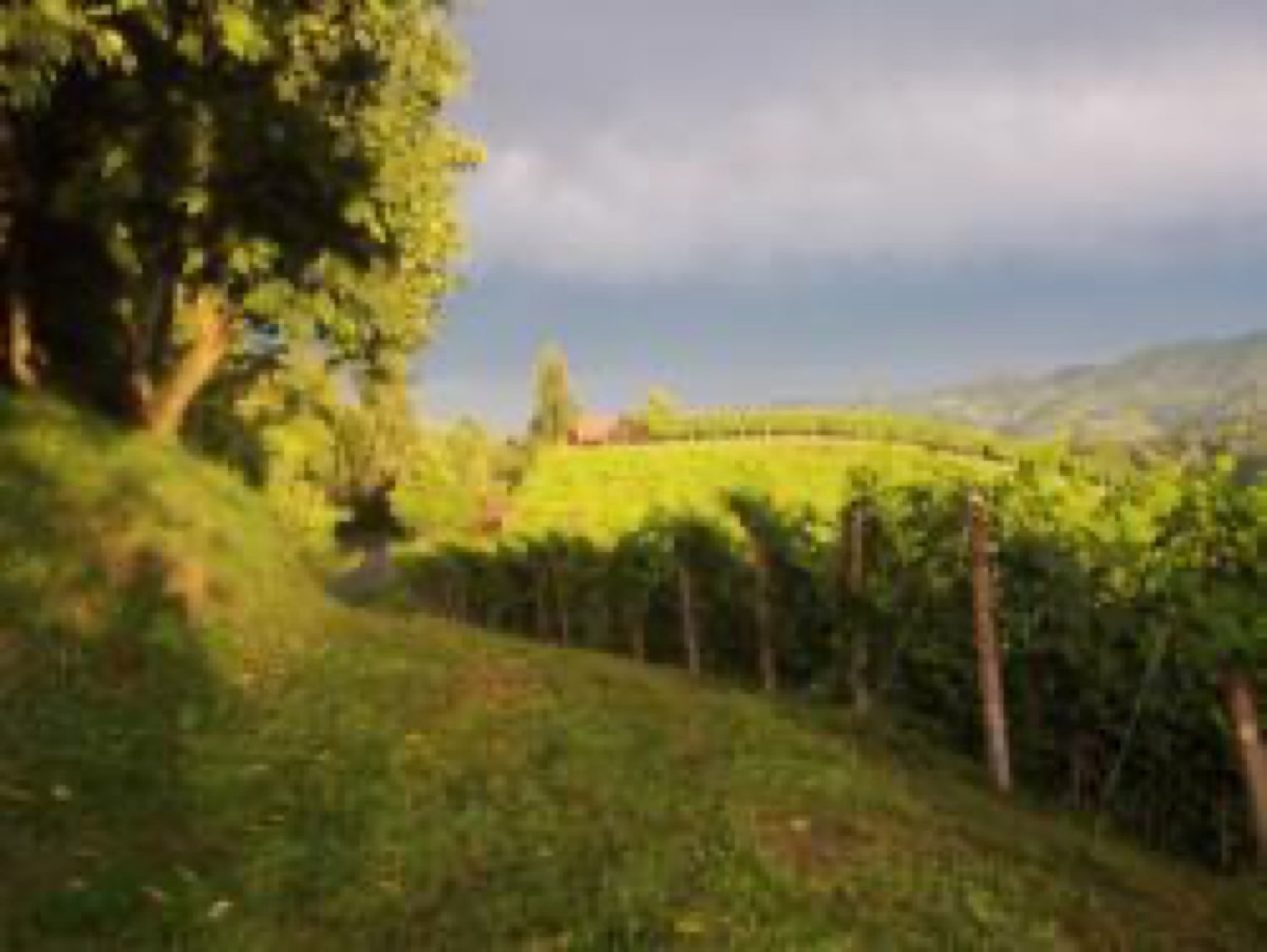 Weingut Fellner