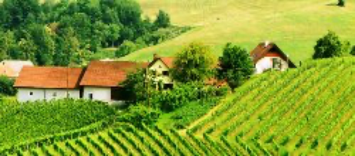 Weinbau Skringer - Ranz