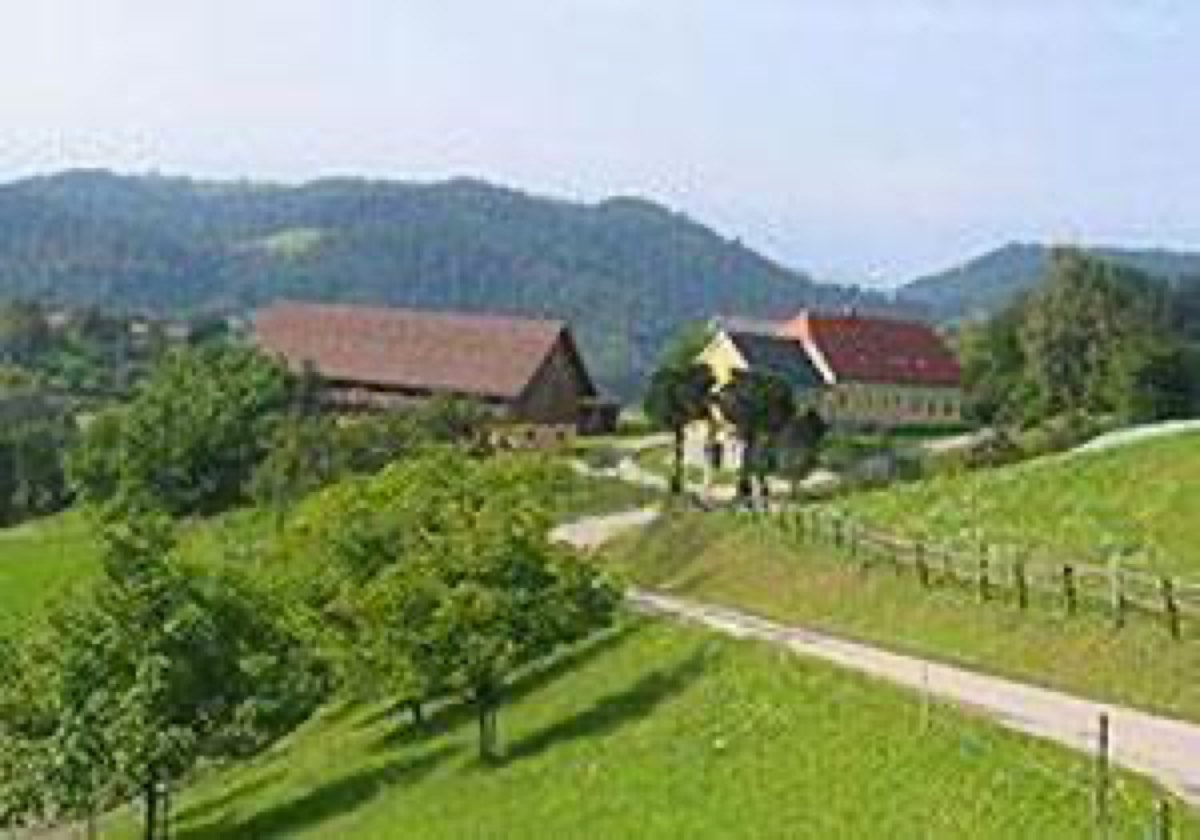 Remschnigger Zwergzebu