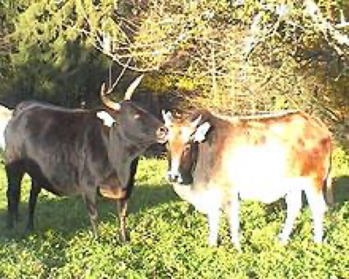 Remschnigger Zwergzebu