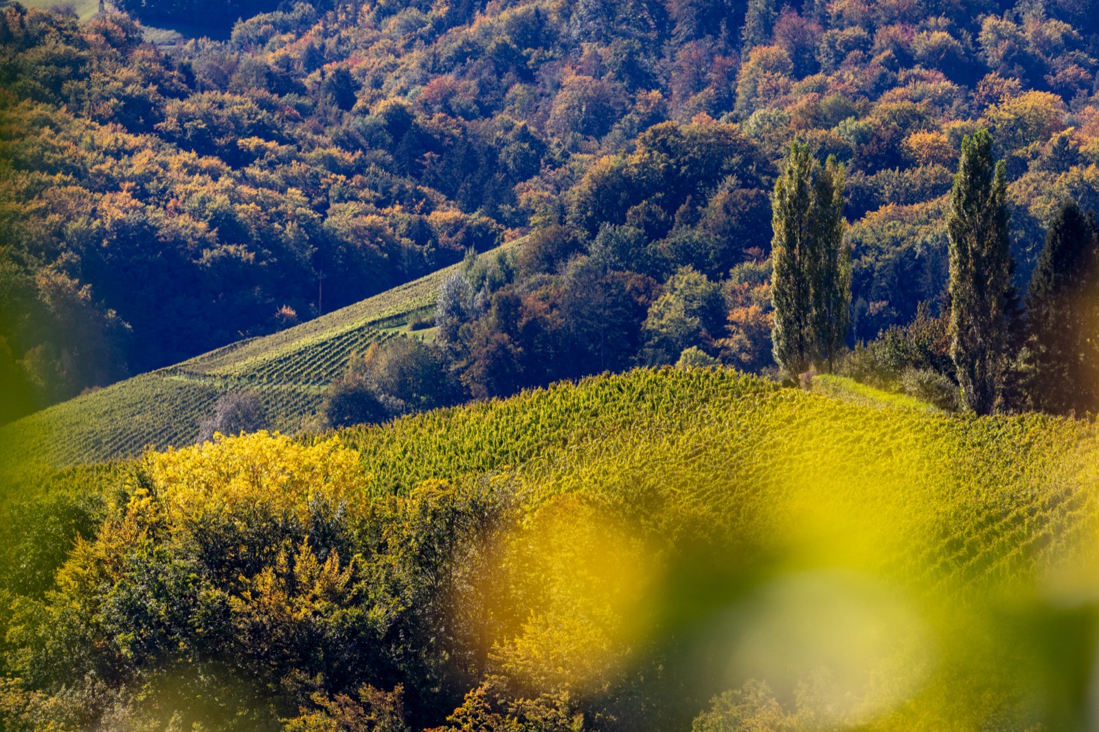 Herbstlich gefärbte Wälder über einem Weinberg