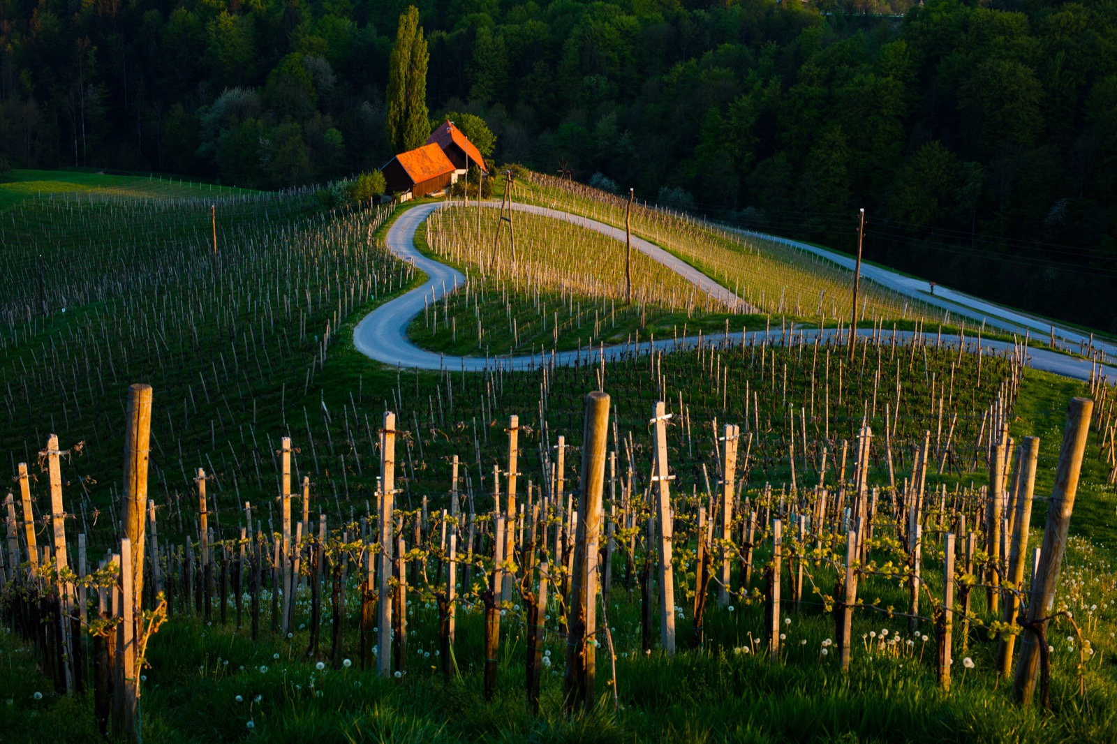 Kurvige Straße durch die Weinberge