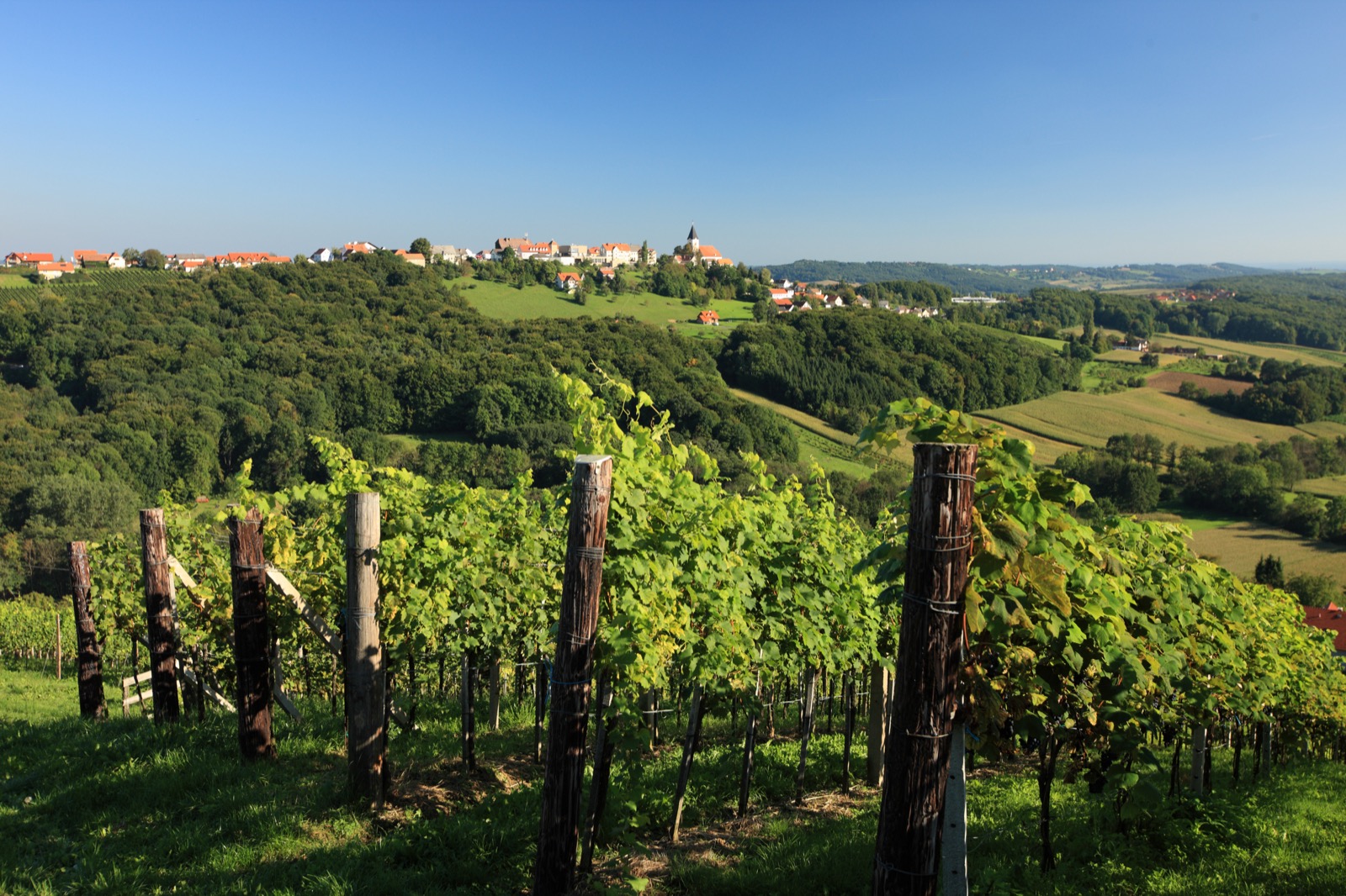 Hügelige Landschaft der Südsteiermark