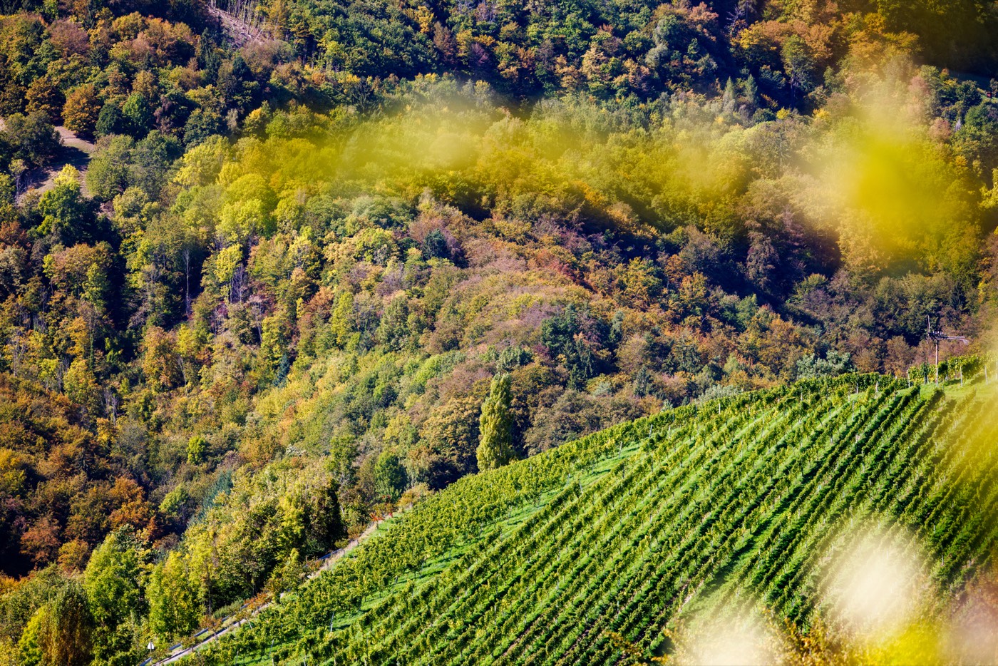 Weinberge und Wälder der Südsteiermark von oben