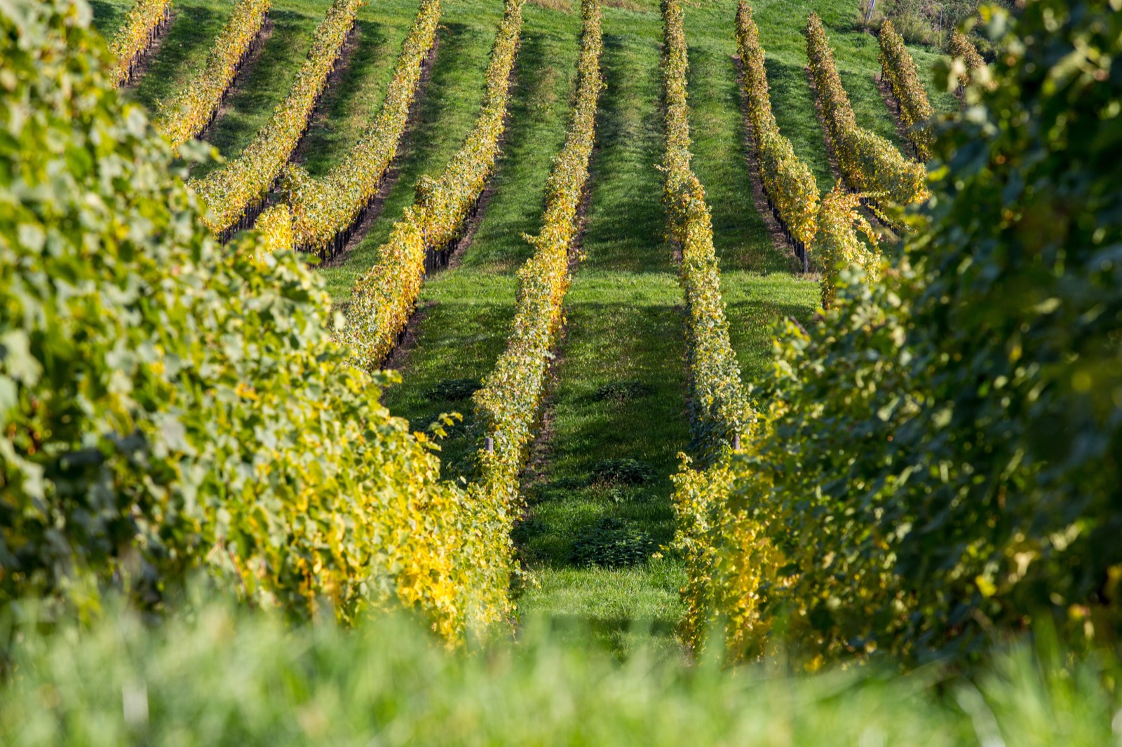 Wein